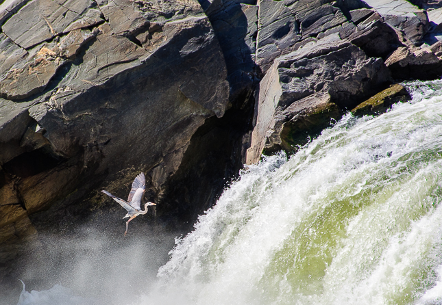 Heron at Great Falls, Potomac, Maryland