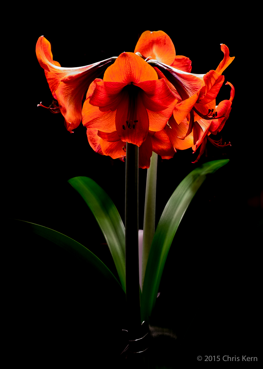 Amaryllis, Rockville, Maryland, USA (2015)