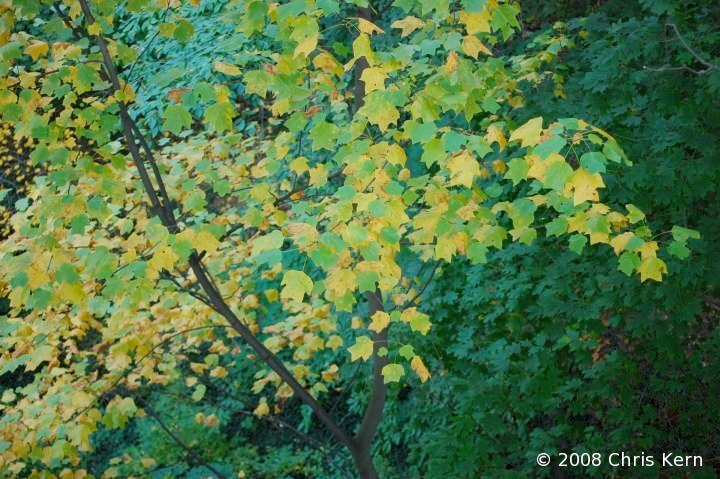 Autumn Leaves in Shade, Washington, District of Columbia, USA (2008)