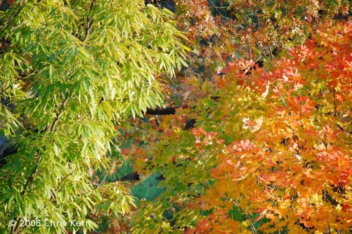 Autumn Leaves in Sunlight, Washington, District of Columbia, USA (2008)
