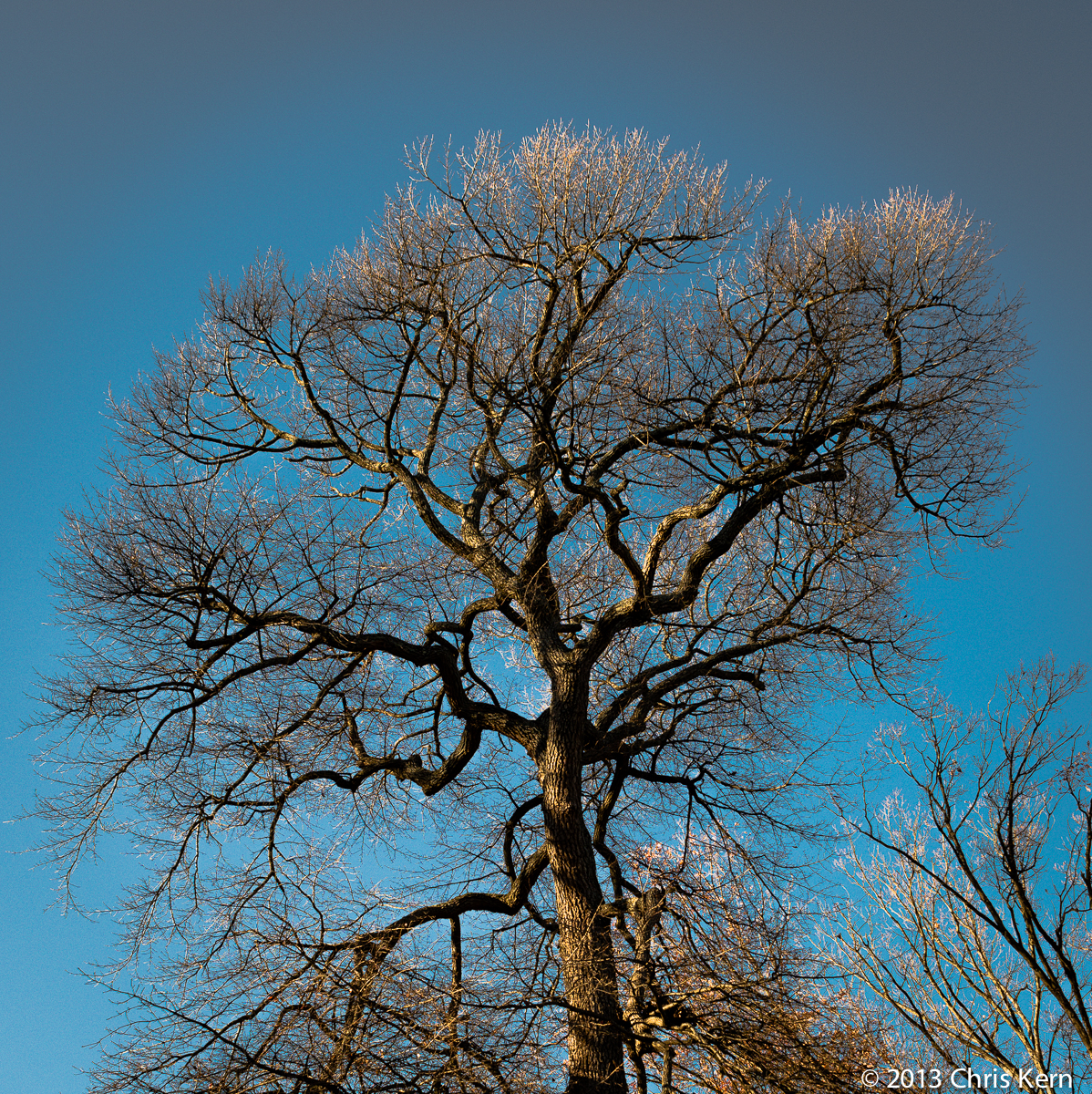 Black Gum Tree Crown, Rockville, Maryland, USA (2013)