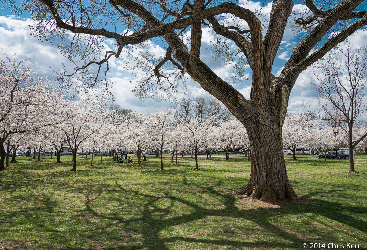 Cherry Blossoms, The Tidal Basin, Washington, District of Columbia, USA (2014)
