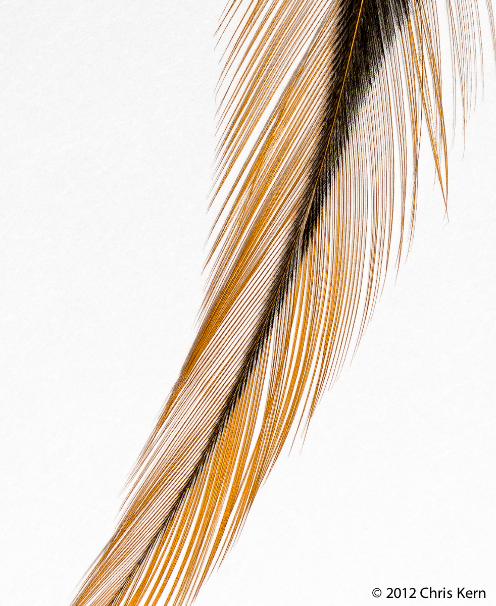 Feather, Washington, District of Columbia, USA (2012)