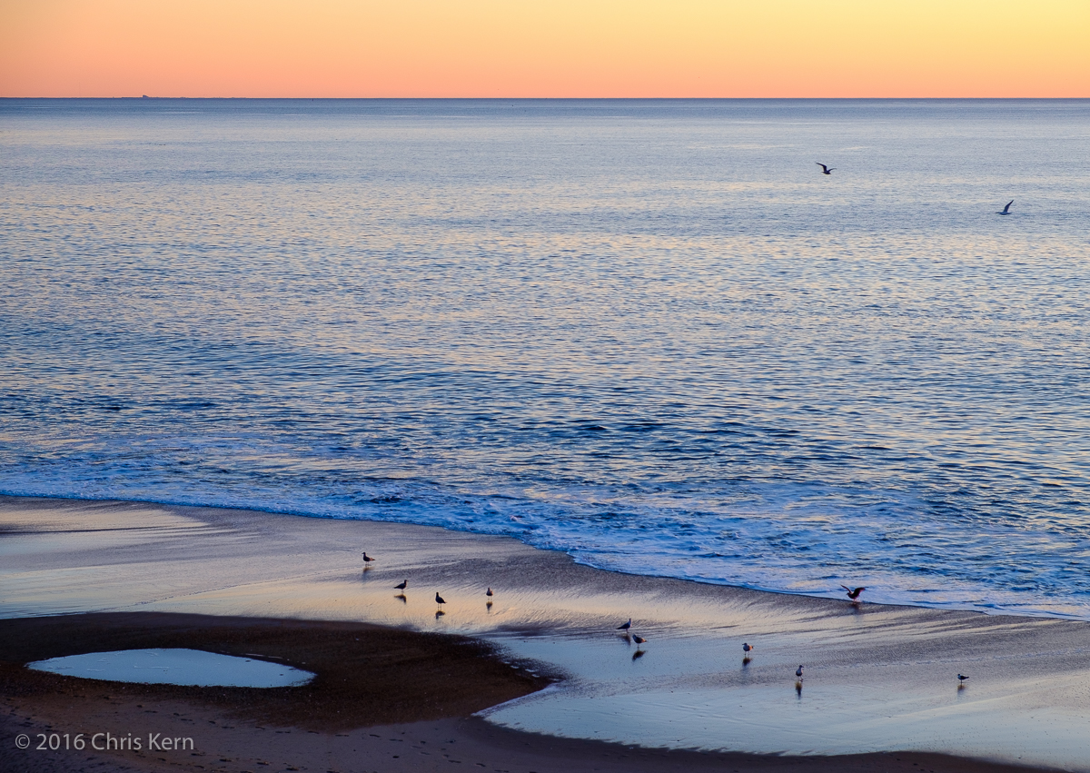 Gathering of the Gulls, Rehoboth, Delaware, USA (2016)