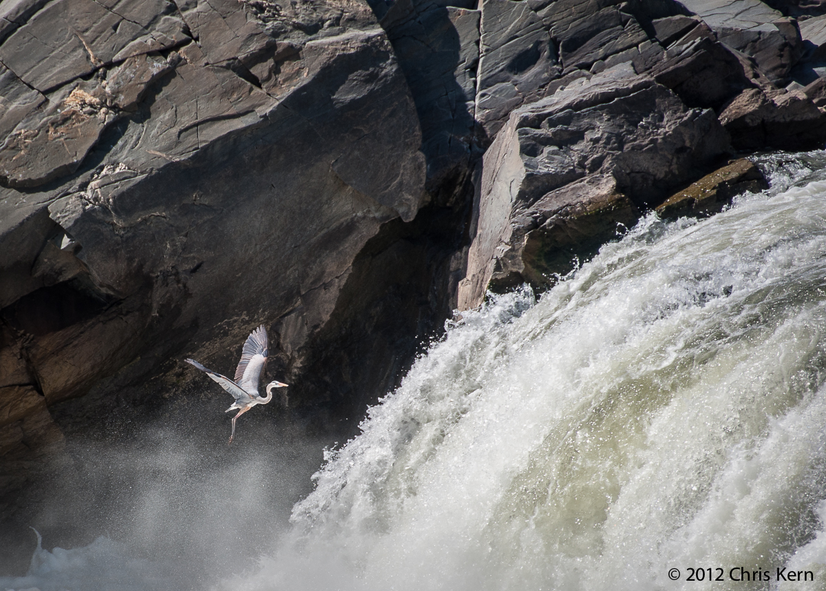 Heron at Great Falls, C&O Canal Historical Park, Potomac, Maryland, USA (2012)