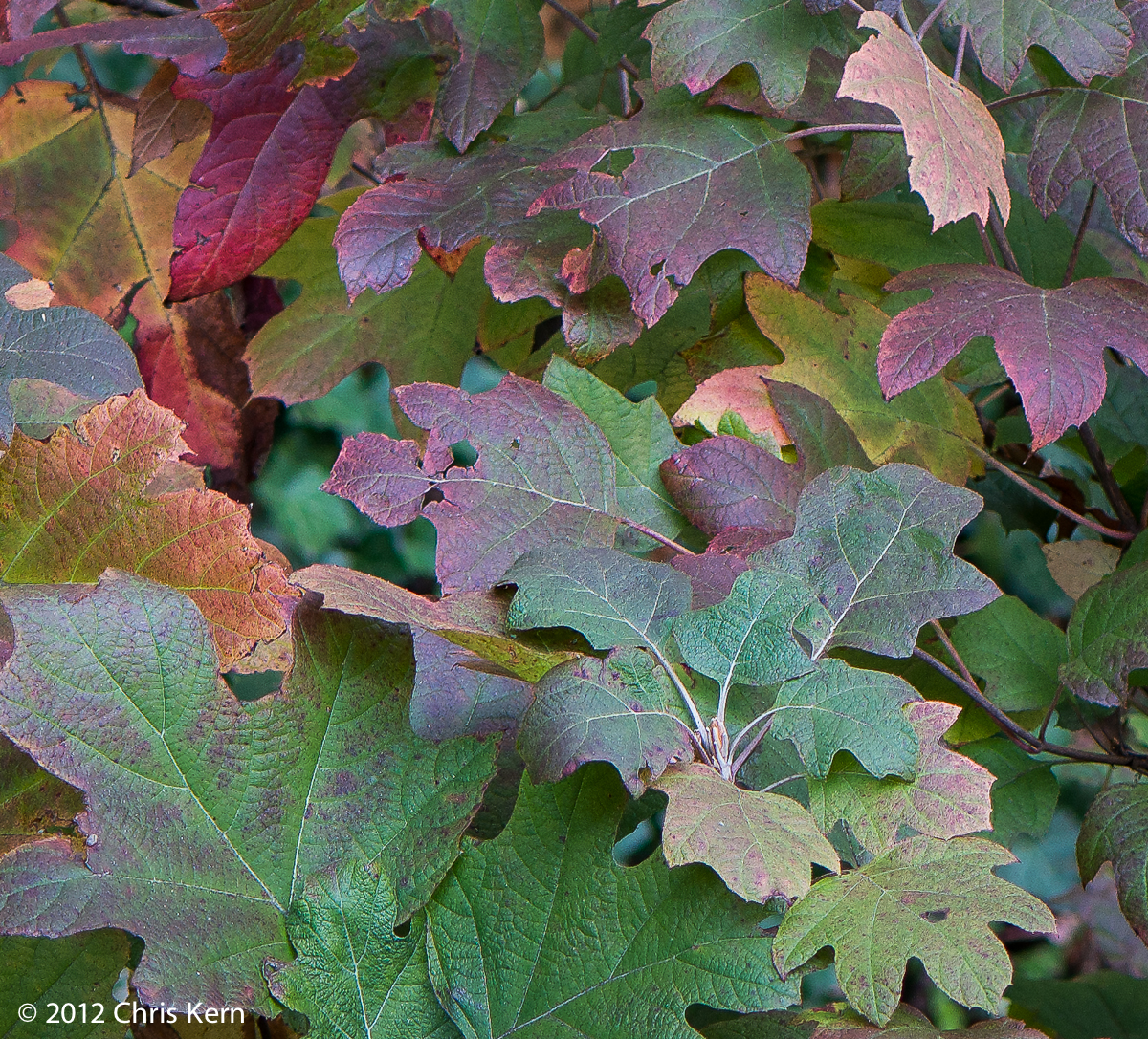 Hydrangea Leaves, Washington, District of Columbia, USA (2012)