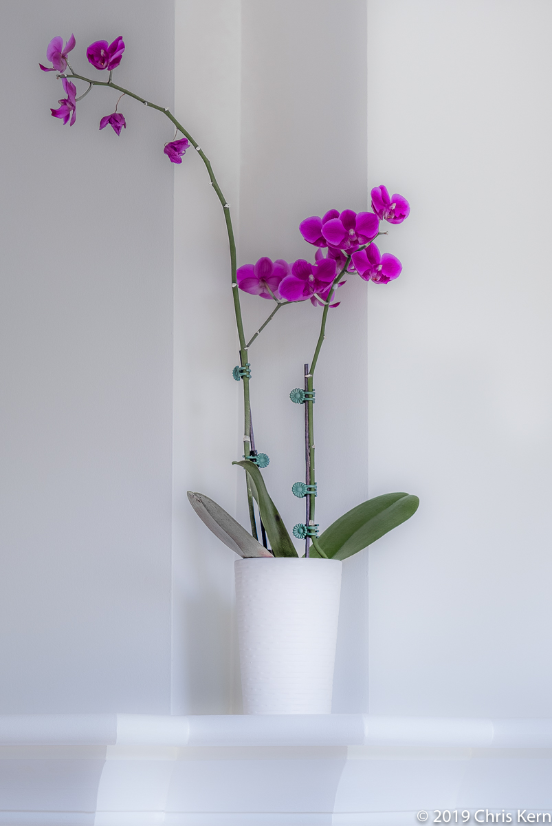 Orchid in a Niche, Rockville, Maryland, USA (2019)