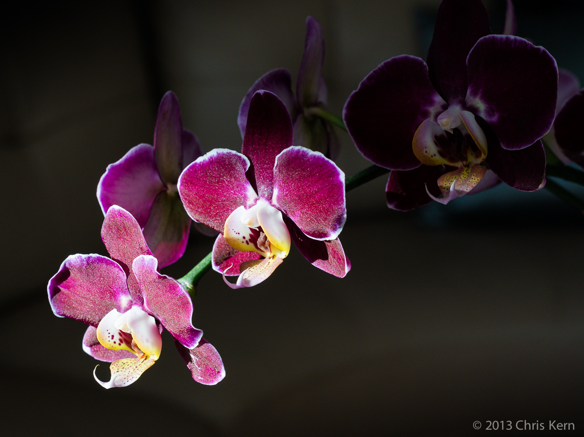Orchid in the Sun, Rockville, Maryland, USA (2013)