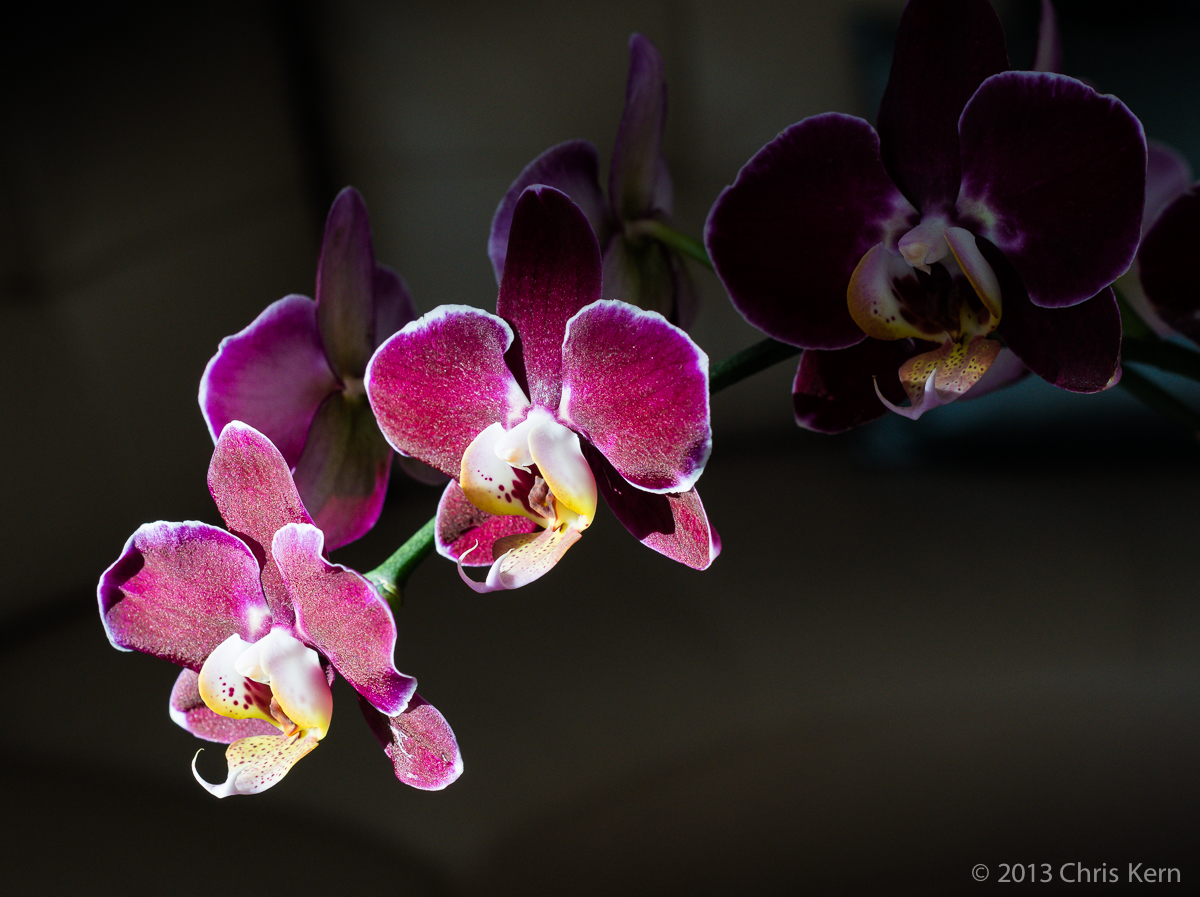 Orchid in the Sun, Rockville, Maryland, USA (2013)