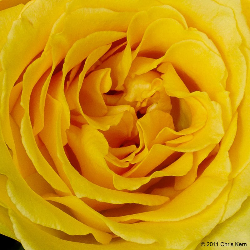The Eye of the Rose, Washington, District of Columbia, USA (2011)